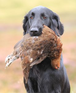 Ripple grouse