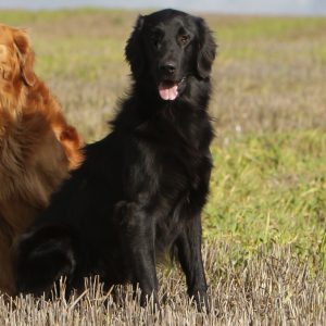 hogan2