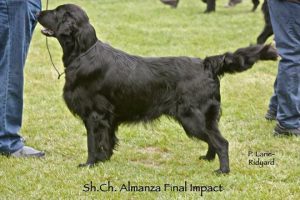 Final Impact