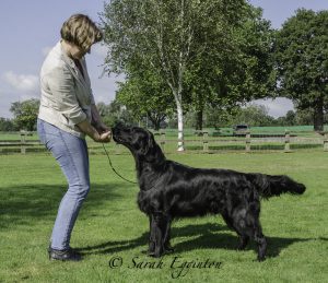 DCC Best In Show